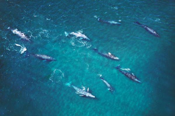 School of gray whales aerial view