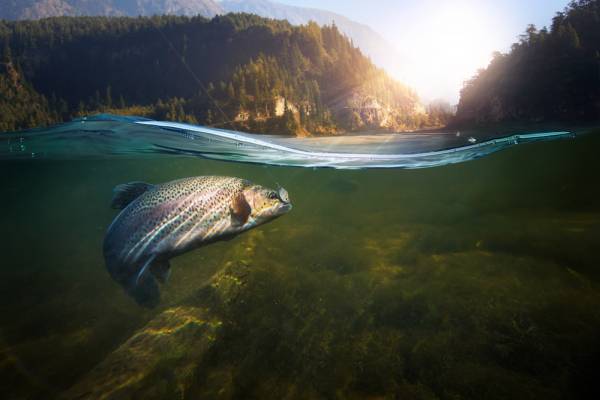 view of hooked fish underwater