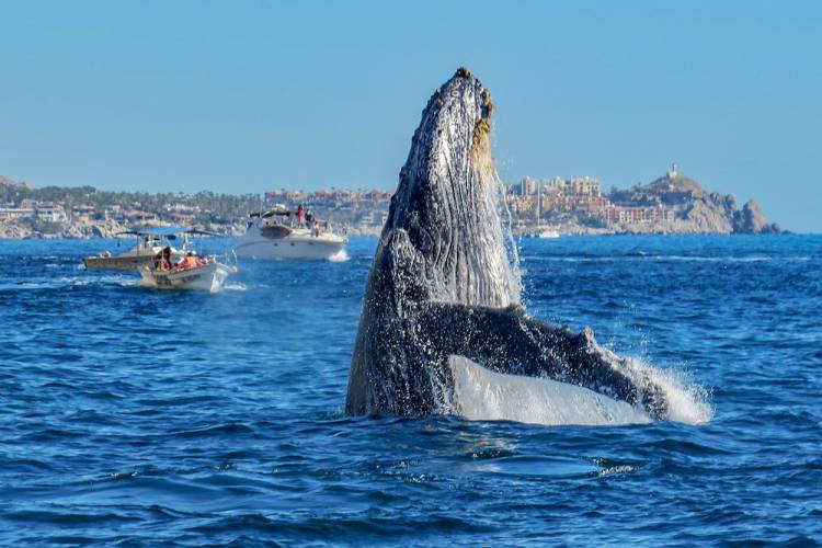 Oregon Coast Whale Watching