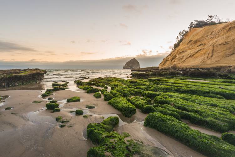 rugged coast and moss covered rocks in Oregon at Cape Kiwanda