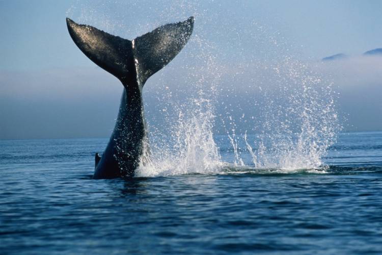 Oregon Coast Whale Watching