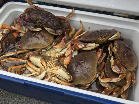 Crabs